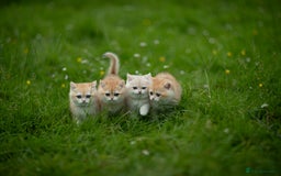British Shorthair cats for sale: 🔥Exceptional GCCF pedigree golden BSH - Image 17
