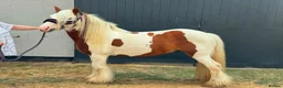 Irish Cob horses for sale: RED & WHITE TRADITIONAL MINI COB GELDING YOUNG - Advert 1