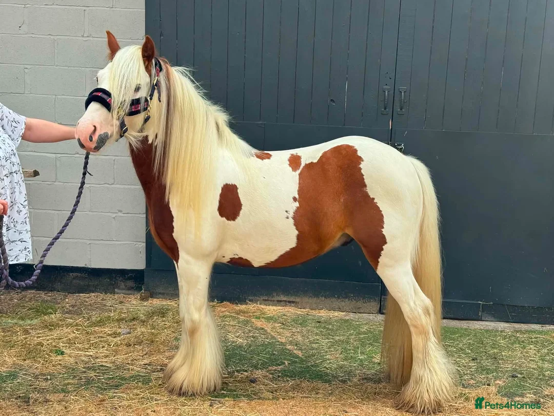 Irish Cob horses for sale: RED & WHITE TRADITIONAL MINI COB GELDING YOUNG - Advert 1