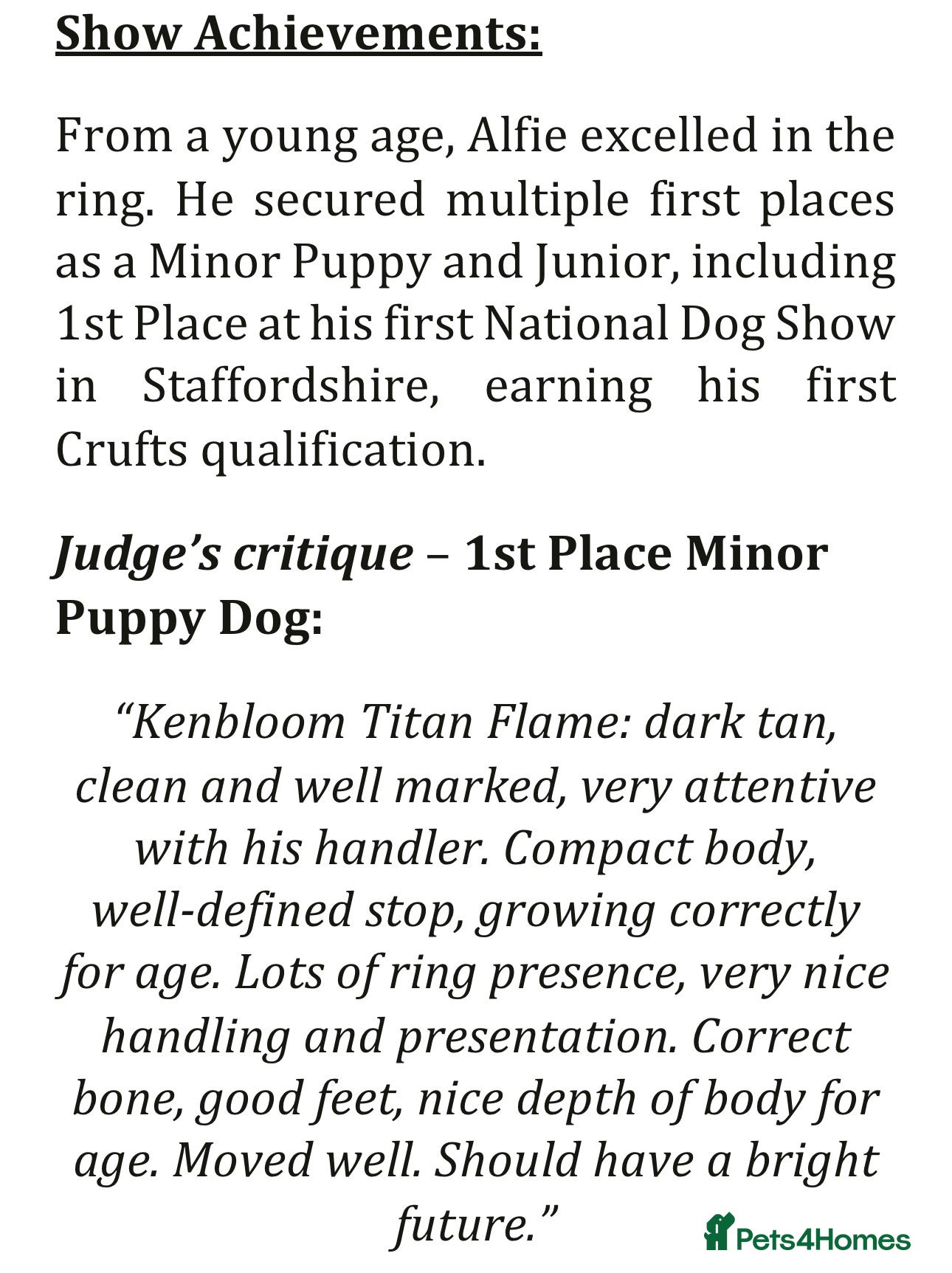 Rottweiler dogs Alfie  - Advert 2