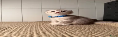 Scottish Fold Male (Blue Collar)