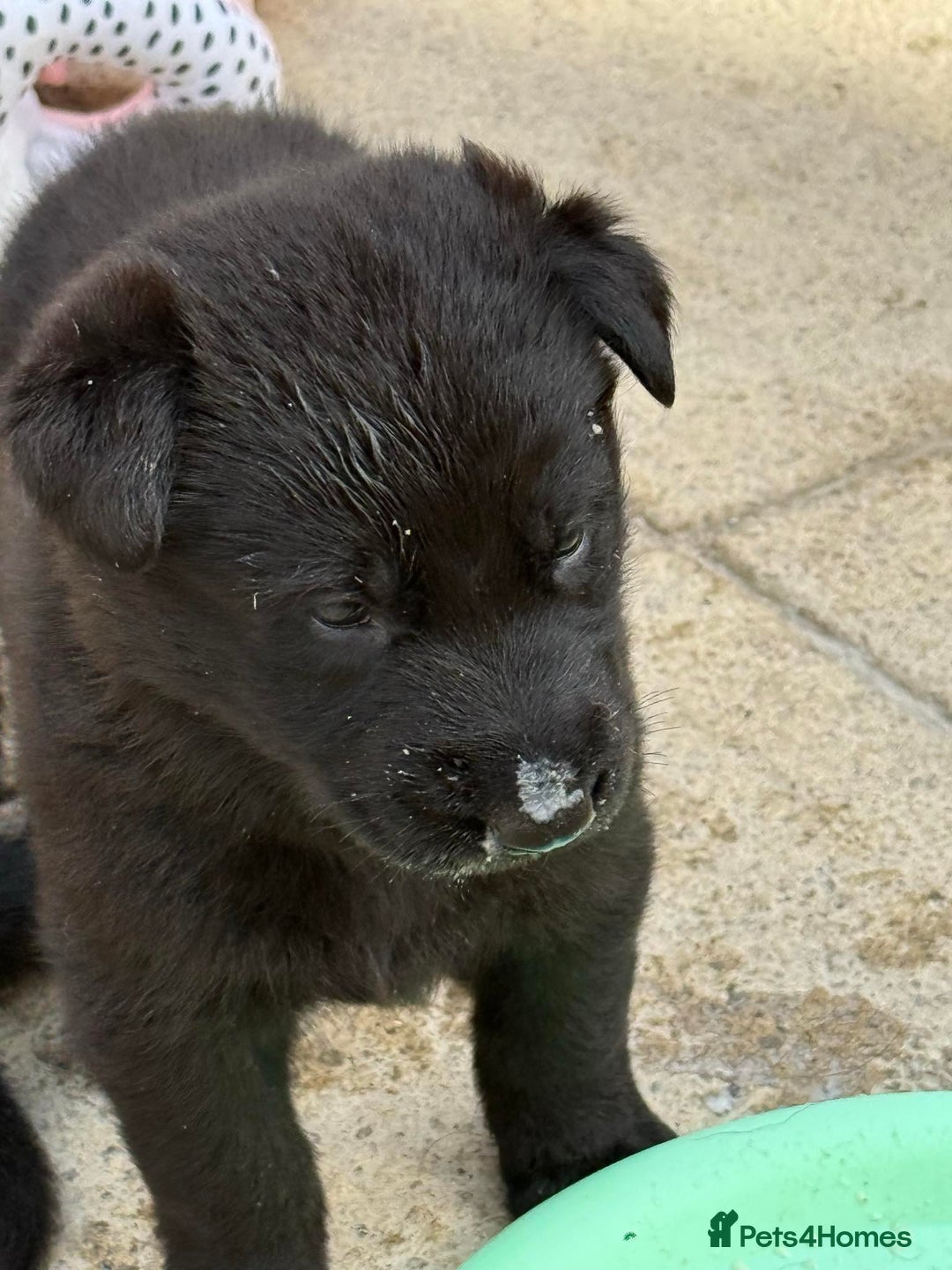 German Shepherd dogs for sale: GSD Puppies, straight back  - Image 12