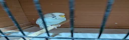Budgerigars birds for sale: Budgie German Fallow  - Advert 3