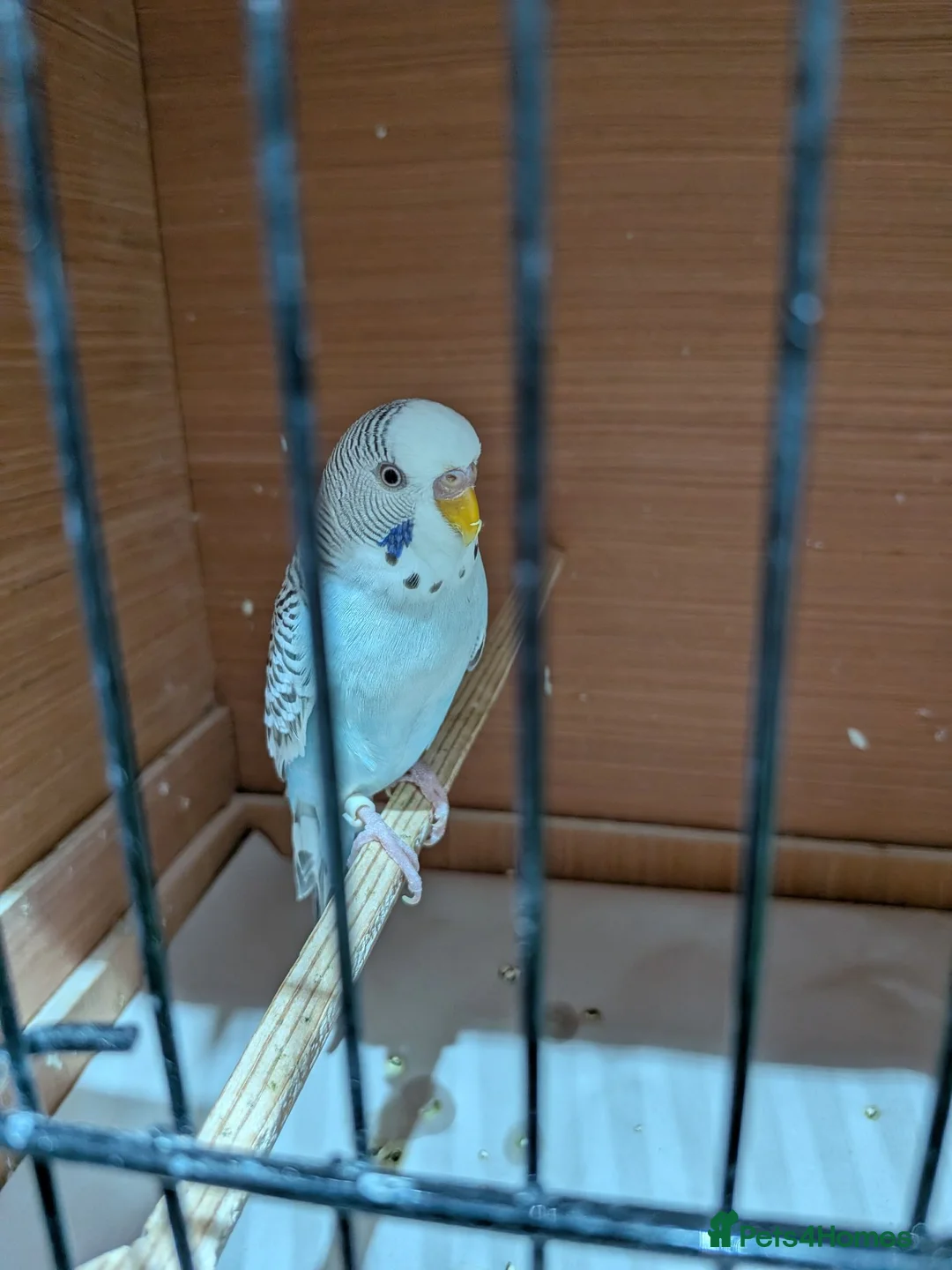 Budgerigars birds for sale: Budgie German Fallow  - Advert 3