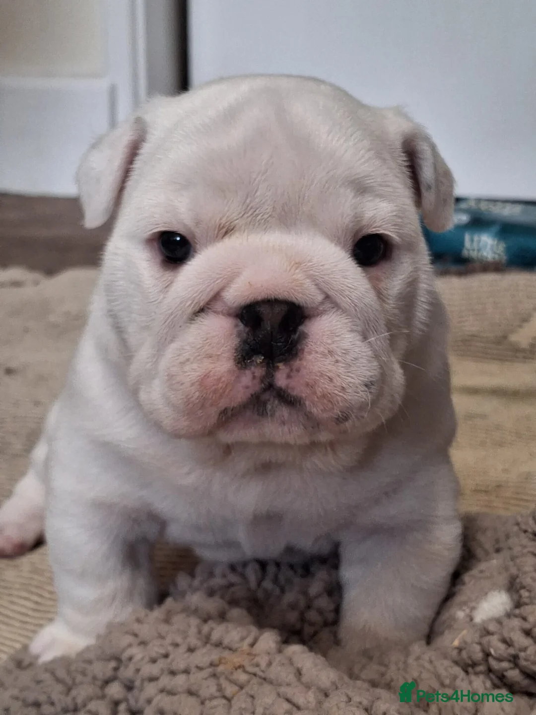 English Bulldog dogs for sale: Seehurst bulldogs  in Tamworth - Advert 6