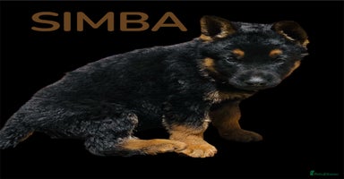 German Shepherd dogs - Advert 10