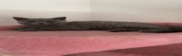 British Shorthair cats for sale: 🧸Chunky British Shorthair Kittens🧸 - Advert 5