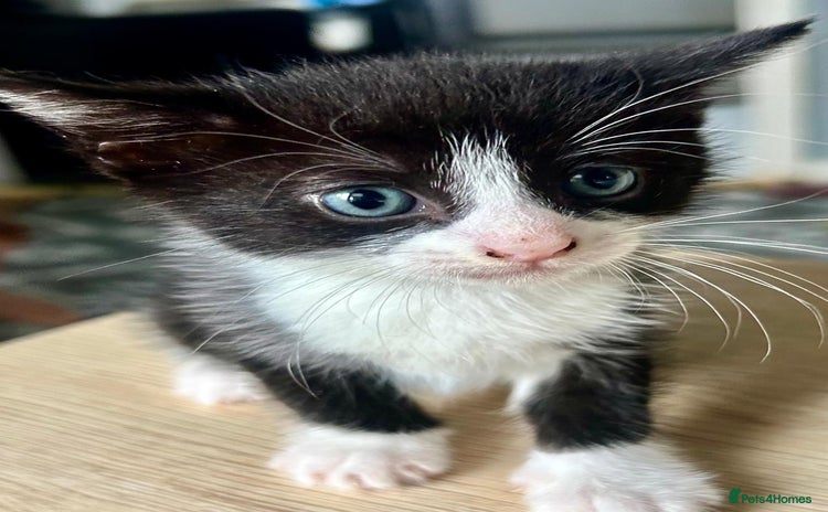 Mixed Breed cats - Advert 2