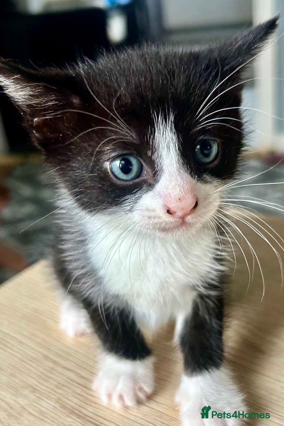 Mixed Breed cats for sale: 3 cute black and white kitten  - Image 1