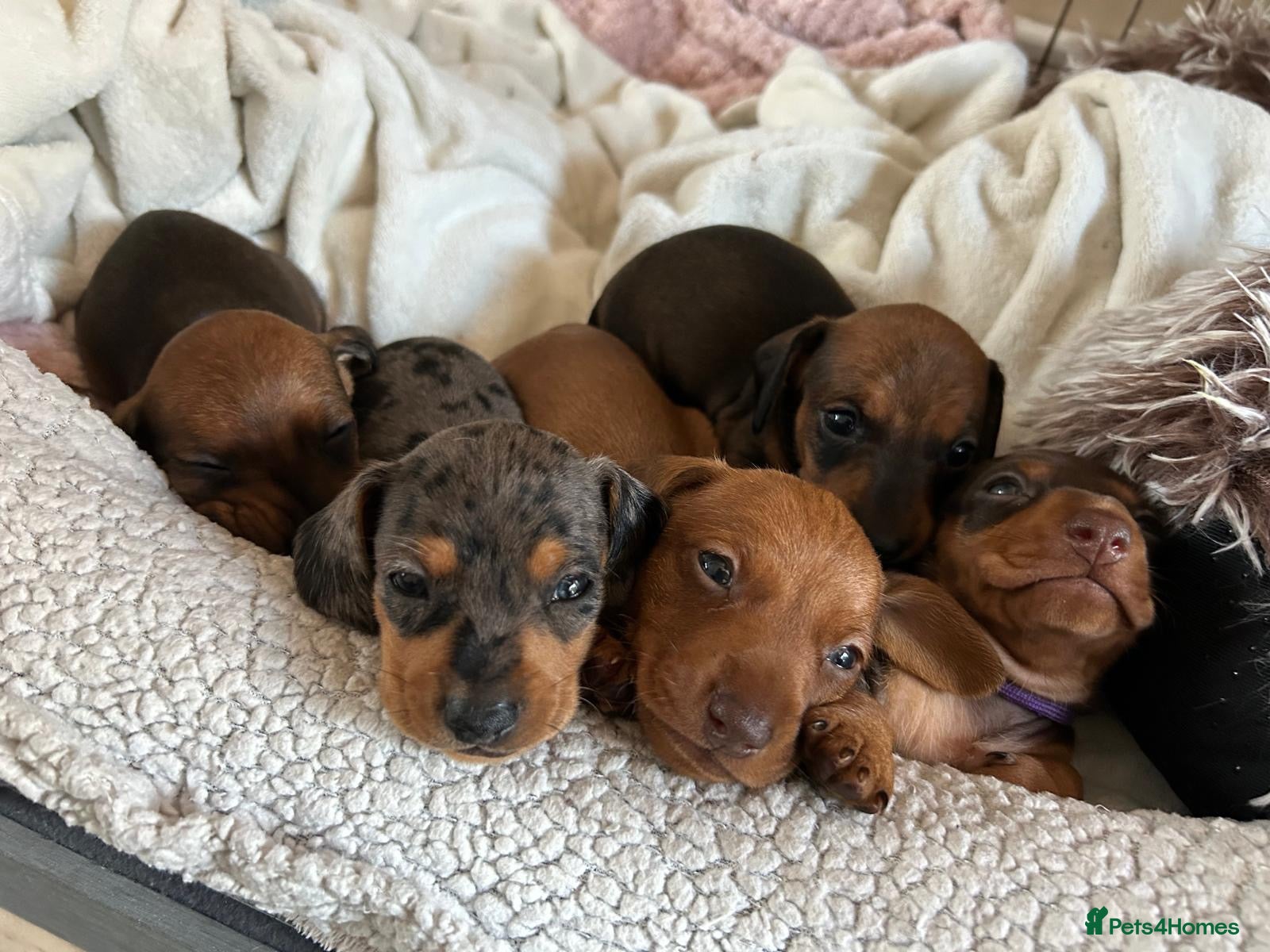 Miniature Dachshund dogs Mini dachshund puppies  - Advert 1