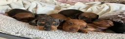 Miniature Dachshund dogs for sale: Mini dachshund puppies  - Advert 2