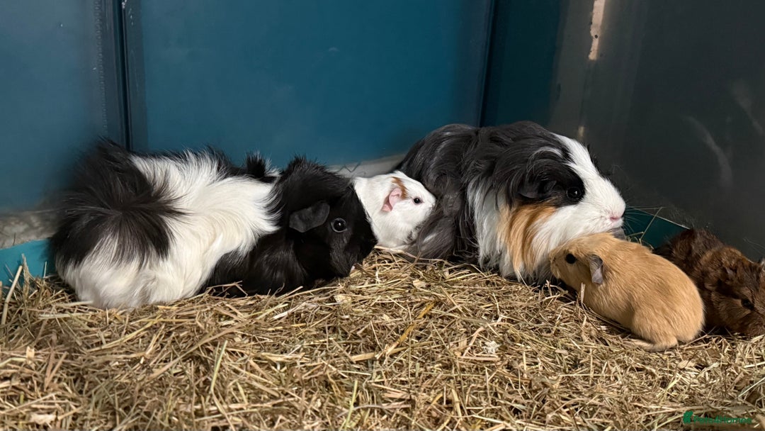 Guinea Pig rodents for sale: Guinea pigs for sale - Advert 5