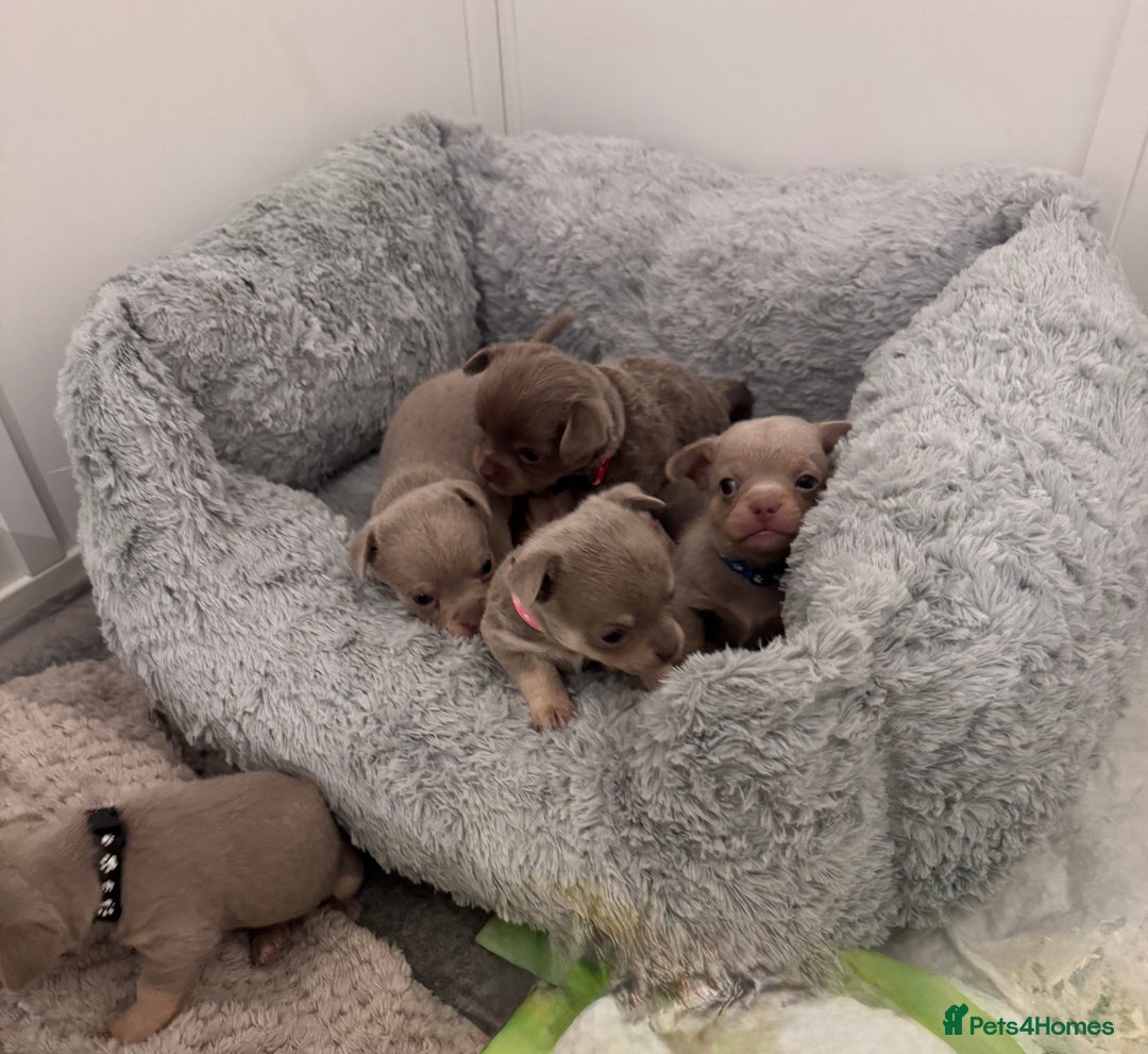 Chihuahua dogs for sale: 7 Amazing Beautiful Chihuahua’s  - Advert 2