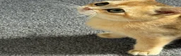 British Shorthair cats for sale: Pedigree GCCF Golden BSH Ready Now ! - Advert 14