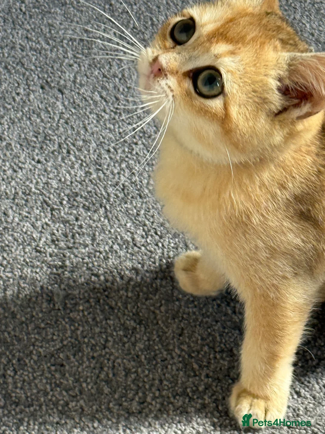 British Shorthair cats for sale: Pedigree GCCF Golden BSH Ready Now ! - Advert 14