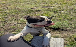 Boston Terrier dogs for sale: 5yr old Boston terrier  - Image 2