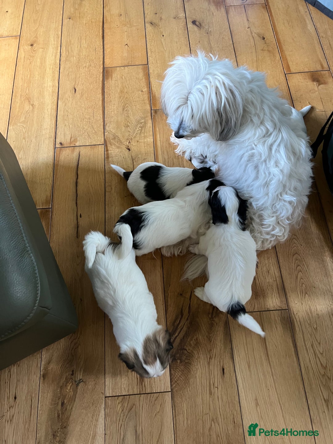 Coton De Tulear dogs for sale: Beautiful Coton de Tulear Puppies - Image 10