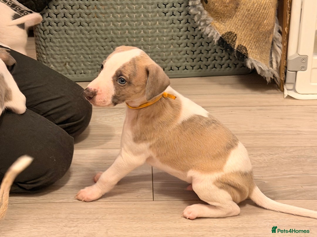 Whippet dogs for sale: KC Whippet puppies only 2 boys left  - Advert 12