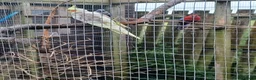 Cockatiels birds for sale: Cockatiels and pair pennents  - Advert 3