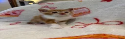 Domestic Shorthair cats for sale: 2 Beautiful Kittens Looking For Forever Home - Advert 8