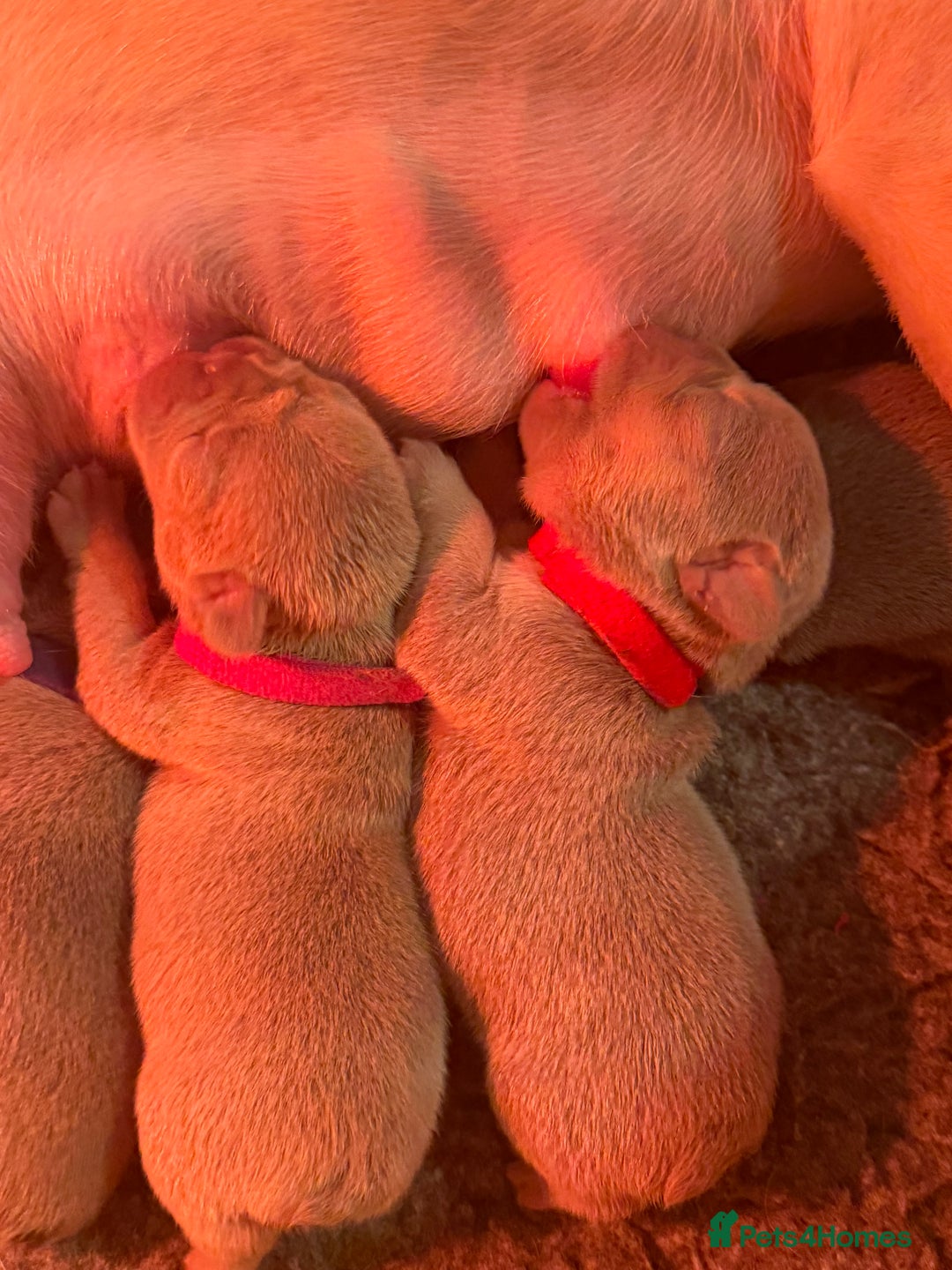 French Bulldog dogs for sale: French Bulldog Puppies  - Advert 26