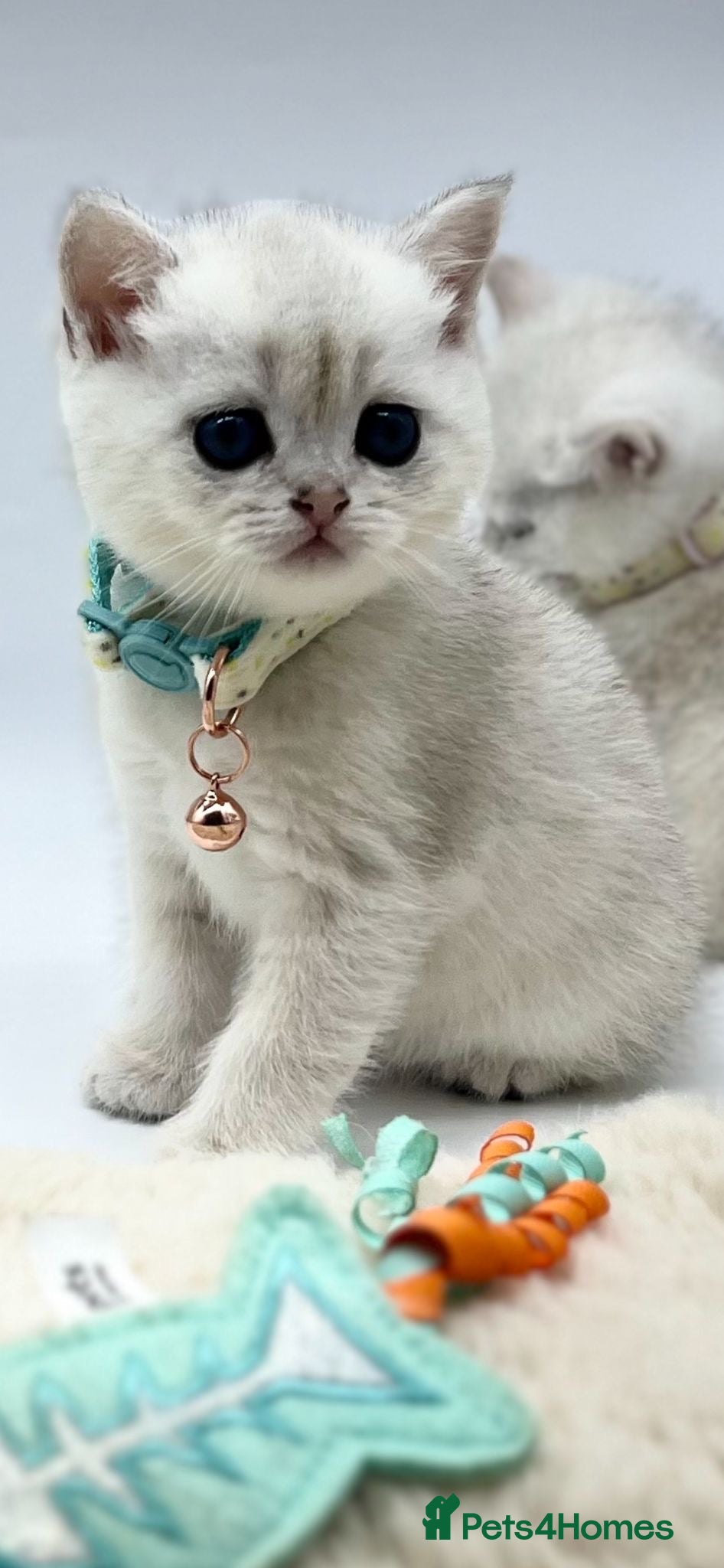 Scottish Fold cats Beautiful Scottish Straight Kittens - Advert 15