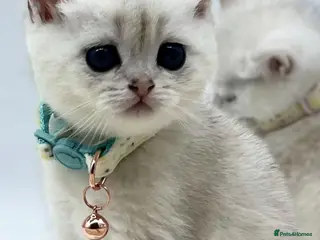 Scottish Fold cats Beautiful Scottish Straight Kittens - Advert 15