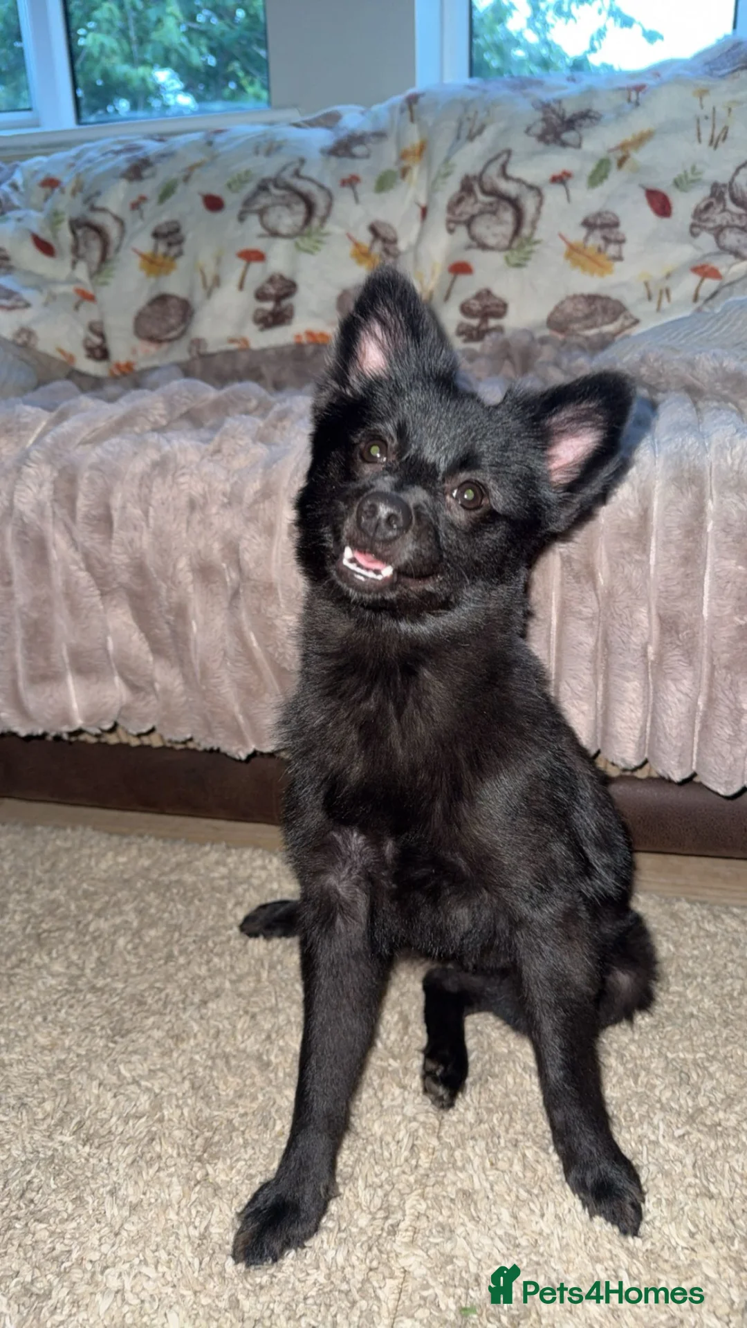 Pomeranian dogs for sale: Pomeranian  - Advert 1