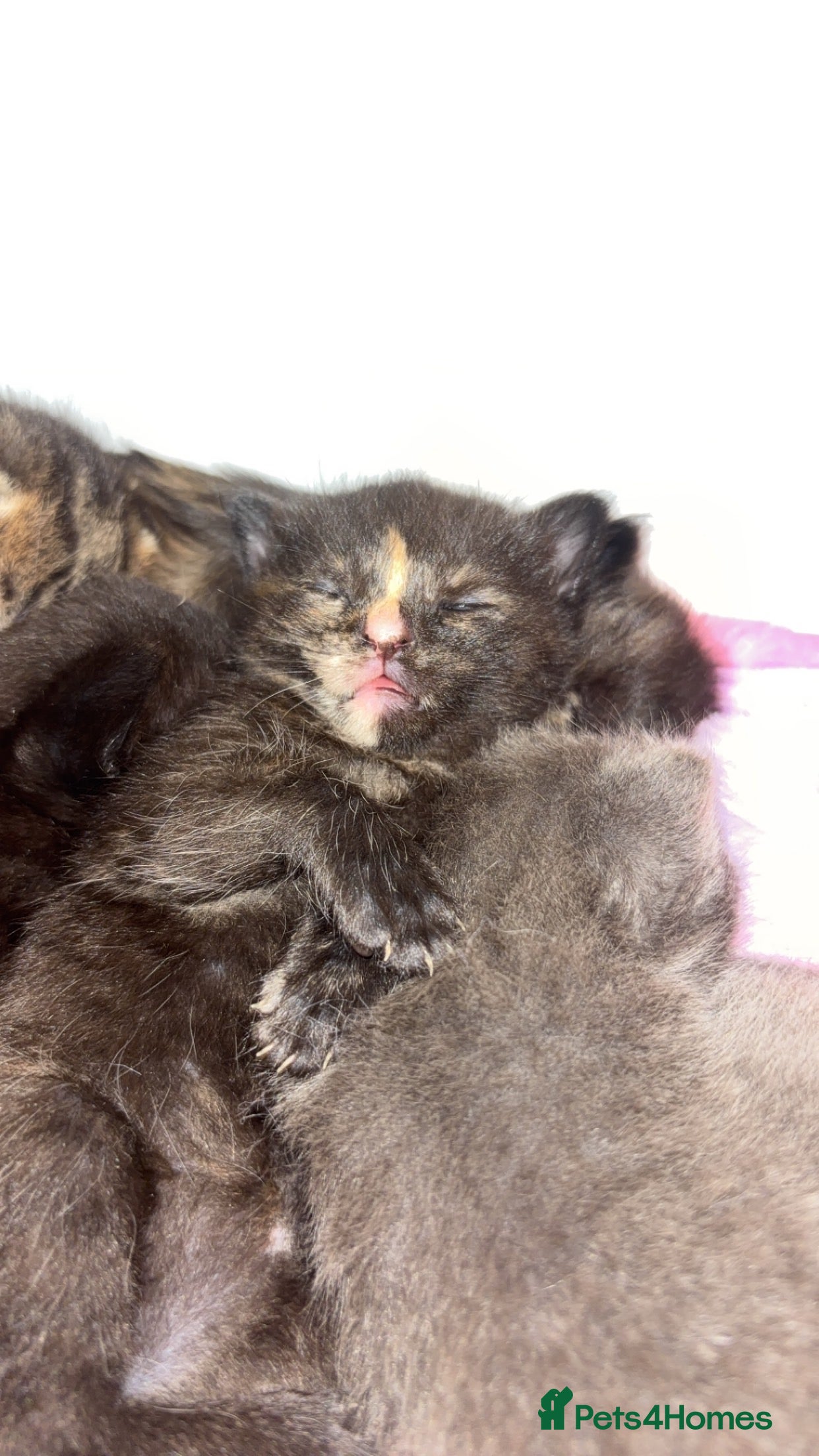 Mixed Breed cats Beautiful Kittens  - Advert 1