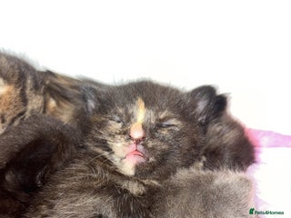 Mixed Breed cats Beautiful Kittens - Advert 1