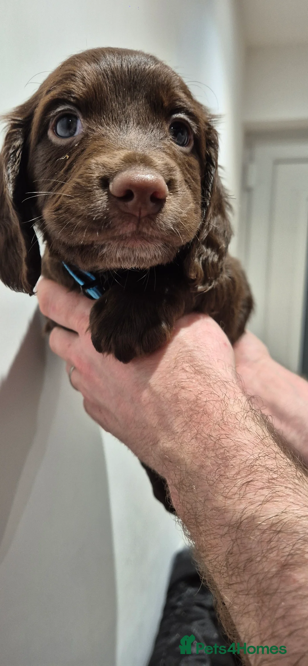 Sprocker dogs for sale: Sprocker Puppies  - Advert 14