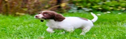 English Springer Spaniel dogs for sale: Working Line Liver And White Springer Spaniels - Advert 13