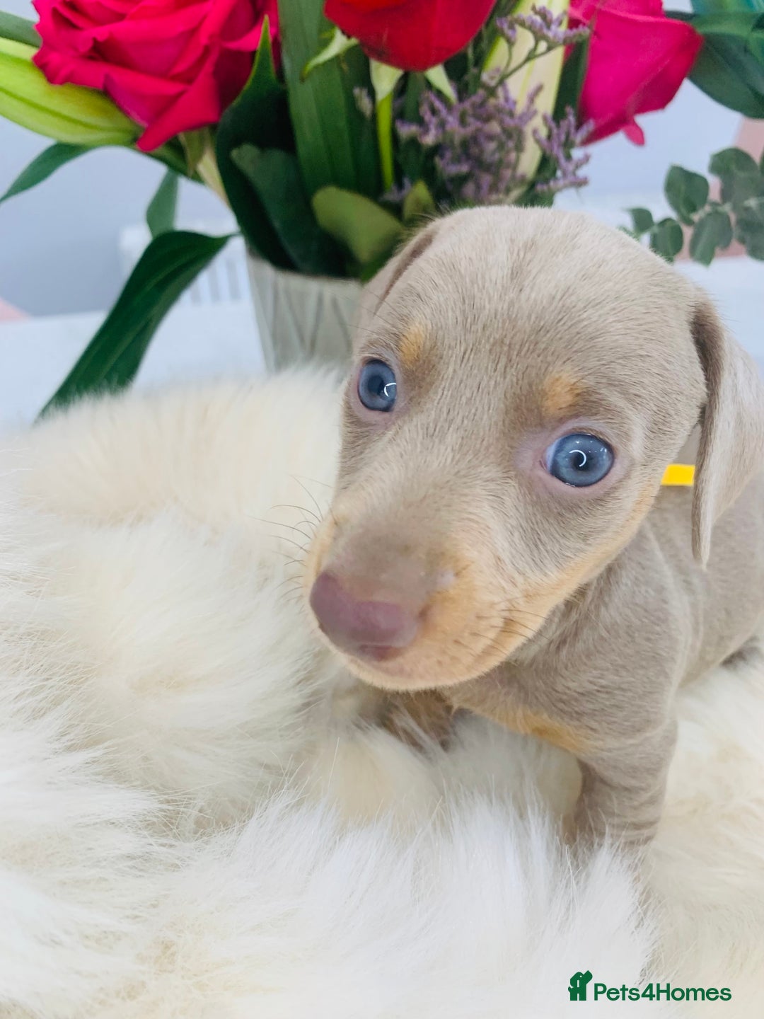 Miniature Dachshund dogs for sale: Miniature Dachshund KC Registered  - Image 11