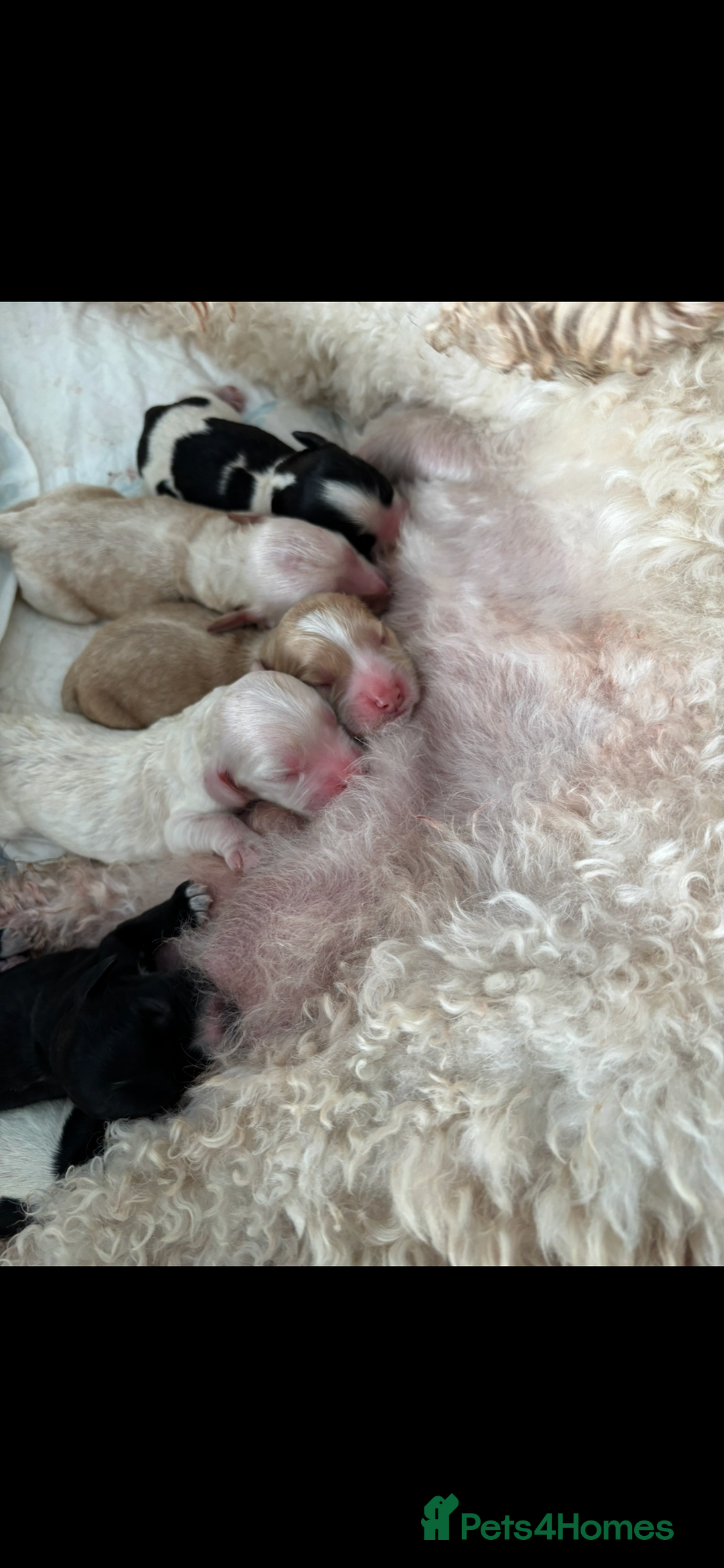 Cockapoo dogs for sale: Stunning cockapoo puppies - Image 2