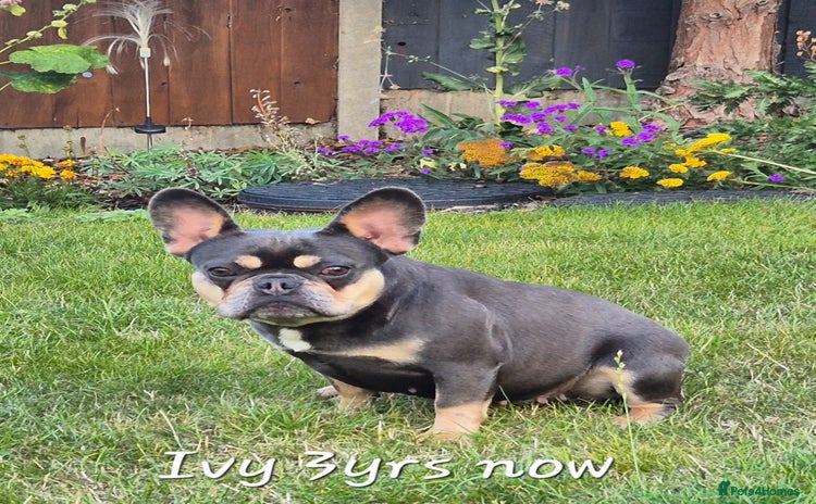 French Bulldog dogs - Advert 5