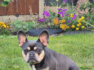 French Bulldog dogs - Advert 2