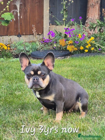 French Bulldog dogs - Advert 2