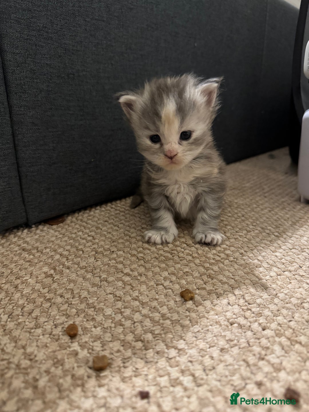 Maine Coon cats for sale: 3 week old mainecoon kittens - Advert 11
