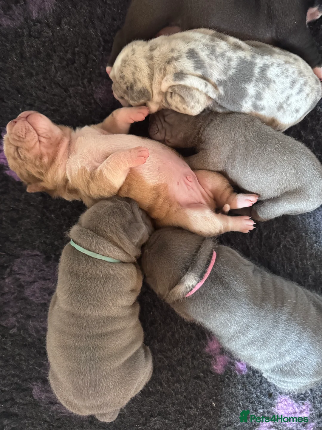 Shar Pei dogs for sale: Stunning Bullpei Puppies (Sharpei/English Bulldog) - Advert 38
