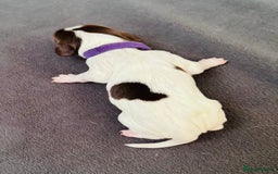 English Springer Spaniel dogs for sale: KC Quality English Springer Spaniels - Image 30