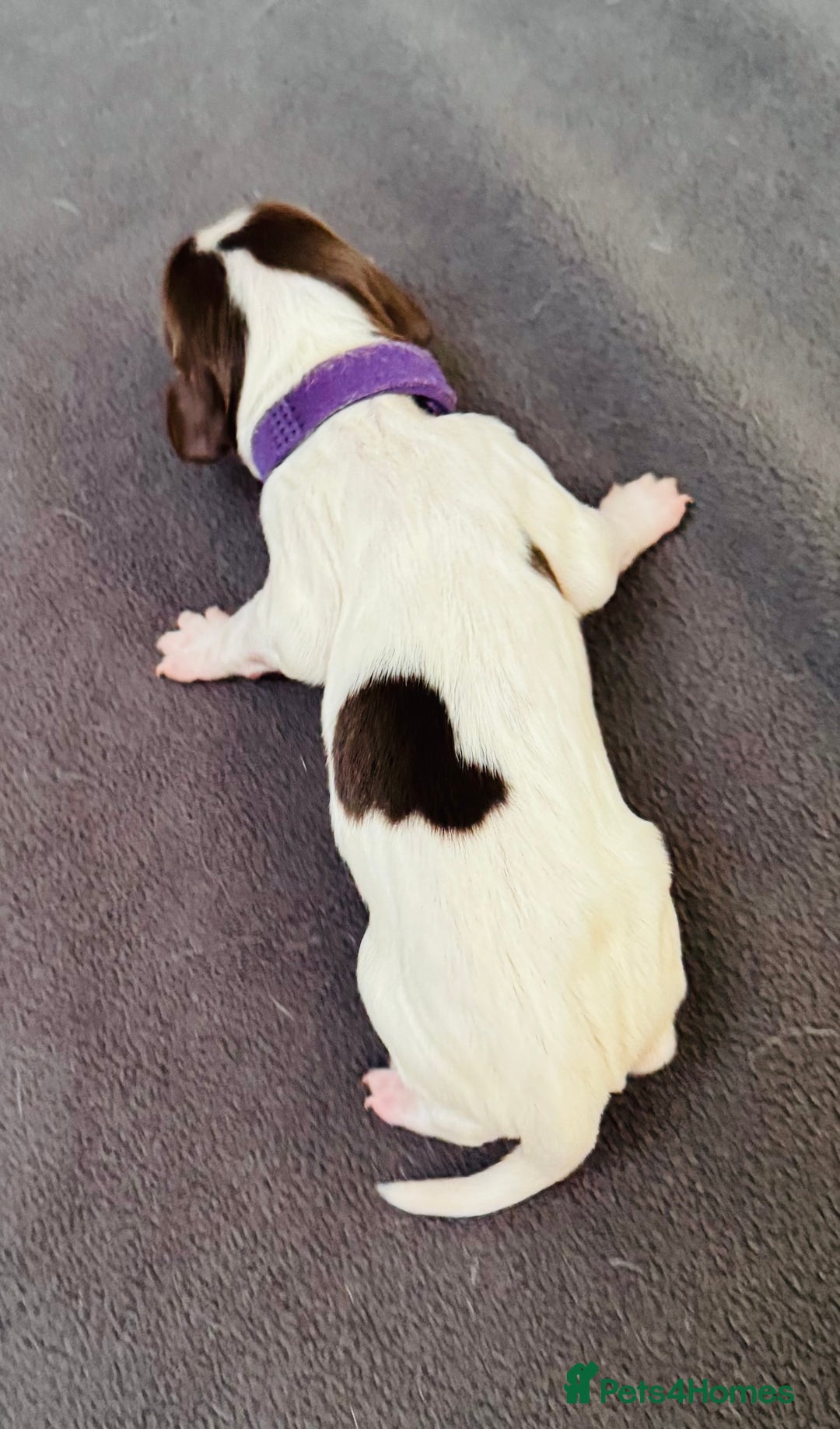 English Springer Spaniel dogs for sale: KC Quality English Springer Spaniels - Image 30