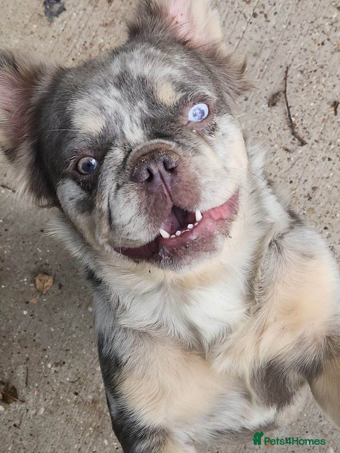 French Bulldog dogs for sale: Female visual fluffy, tri merle girl - Image 3