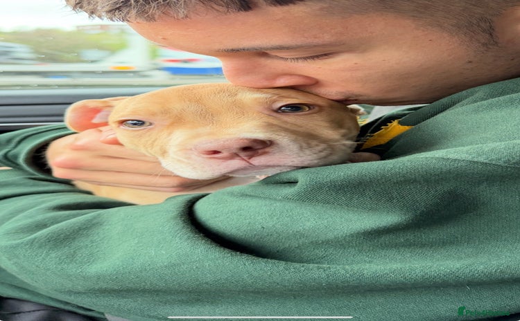 American Bulldog dogs Soppy King is ready for his forever home!  - Advert 4