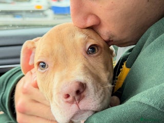 American Bulldog dogs Soppy King is ready for his forever home! - Advert 17