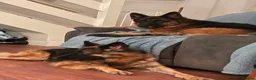 German Shepherd dogs for sale: German shepherd puppies  in Houghton le Spring - Advert 6