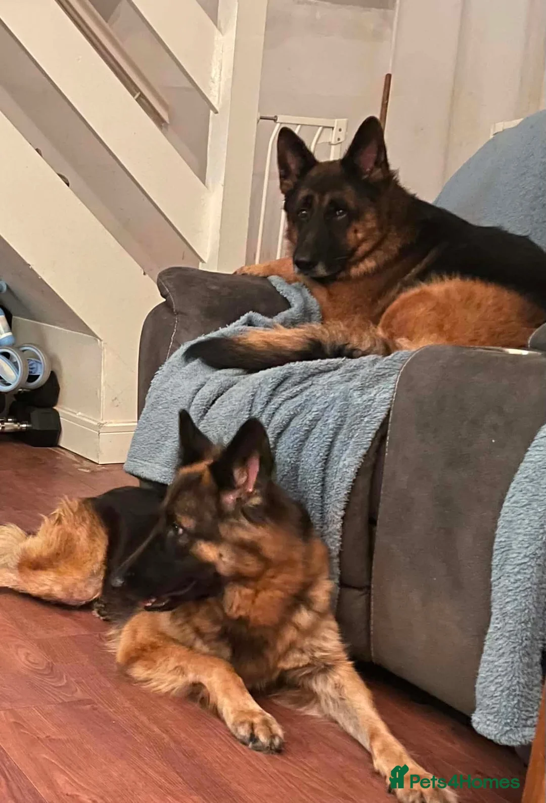 German Shepherd dogs for sale: German shepherd puppies  in Houghton le Spring - Advert 6