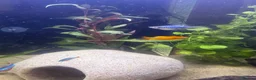 Platies fish for sale: Platy fish for sale in Middlesbrough - Advert 3