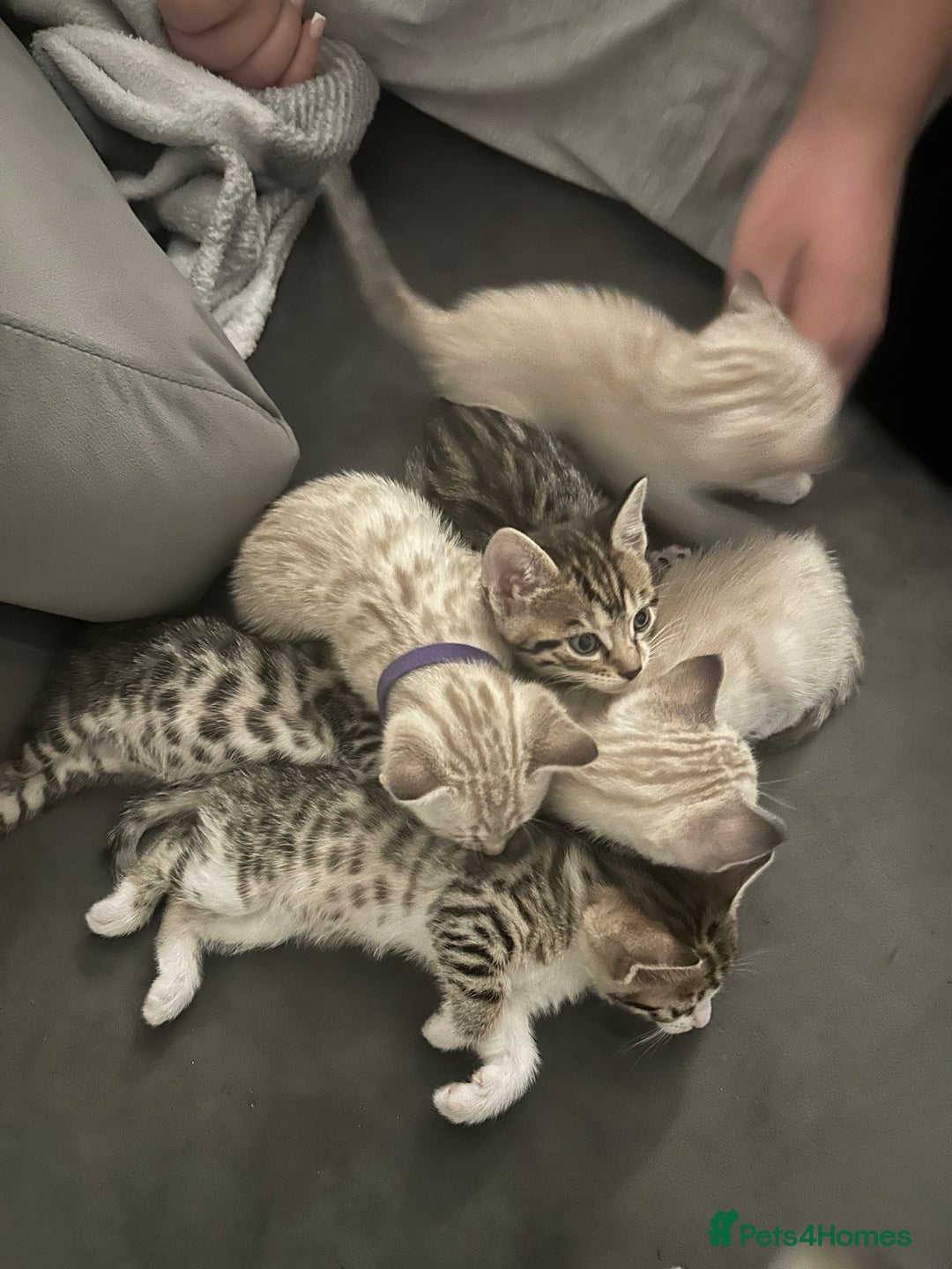 Bengal cats for sale: Stunning bengal/ragdoll kittens  - Image 17
