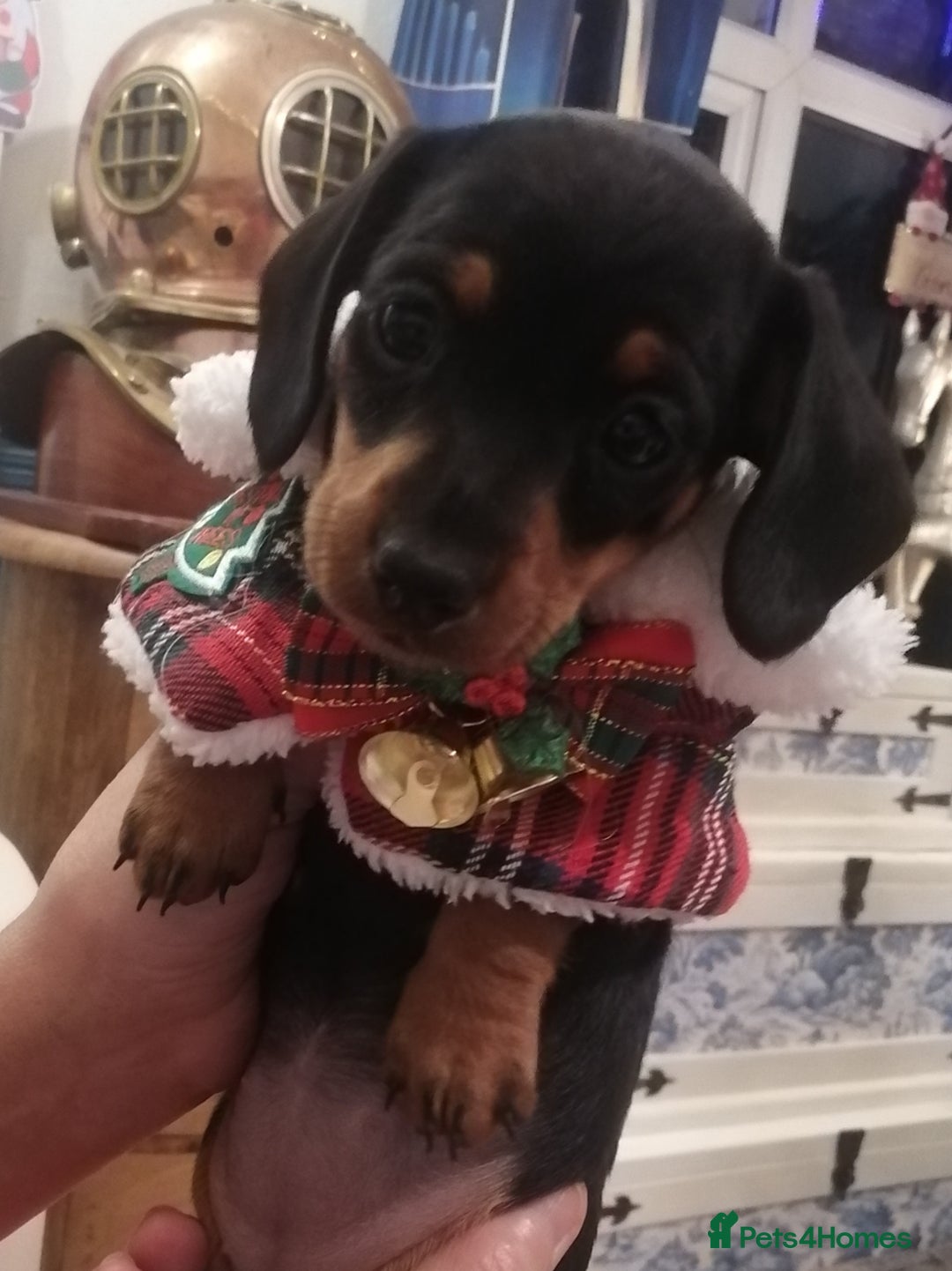 Miniature Dachshund dogs for sale: Beautiful true miniature Dachshund  - Advert 4