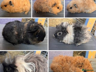 Guinea Pig rodents Swiss and Lunkarya GuineaPupz Pigs - Advert 1